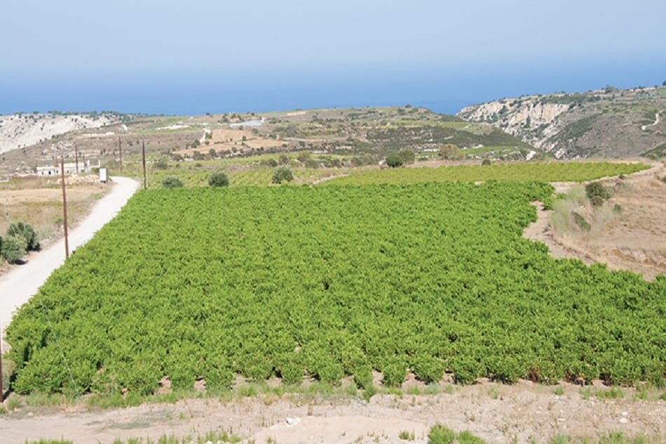 Kathikas, Paphos, Winemaking Villages